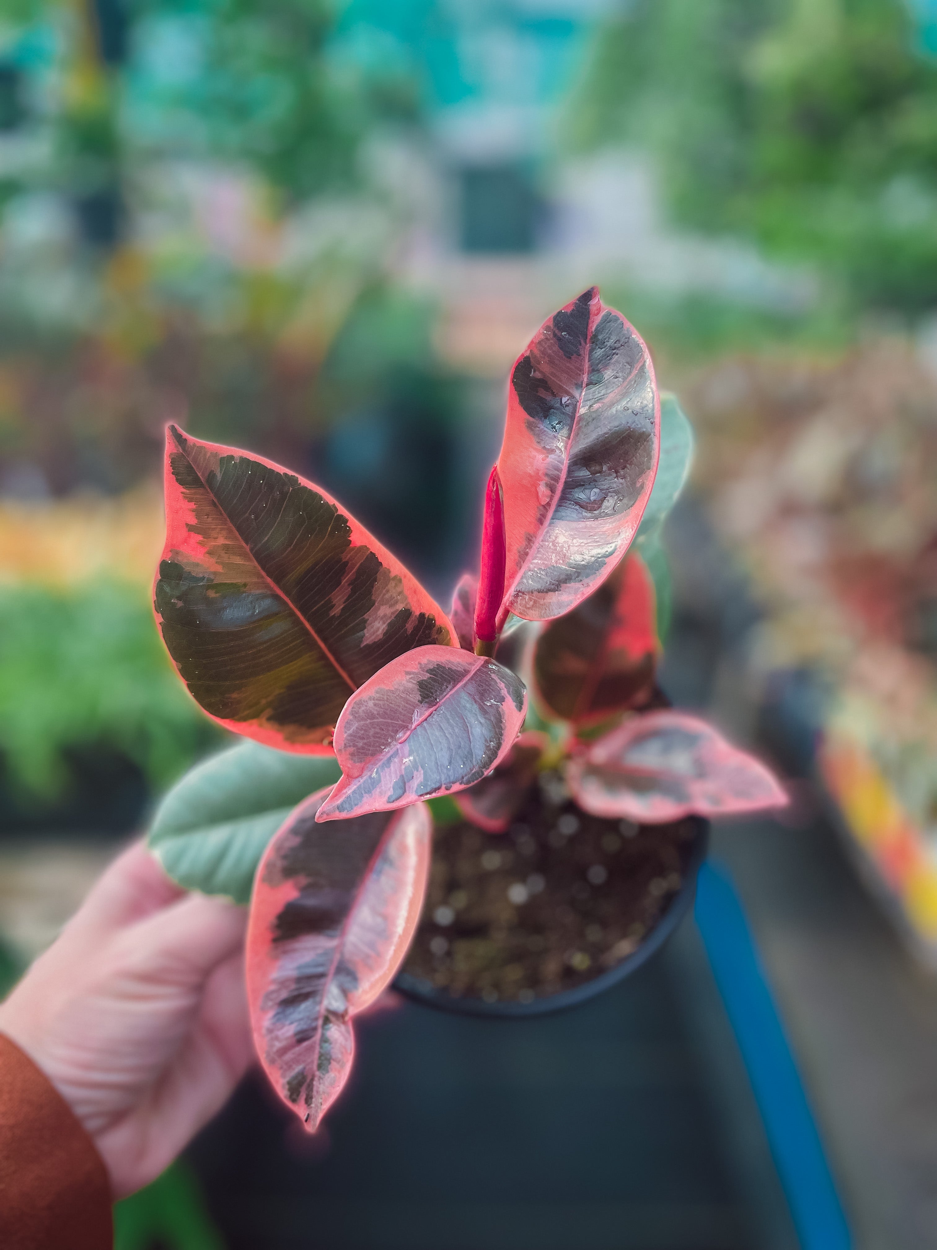 Ficus Elastica Ruby, Rubber Plant 6” – Faith Greenhouses