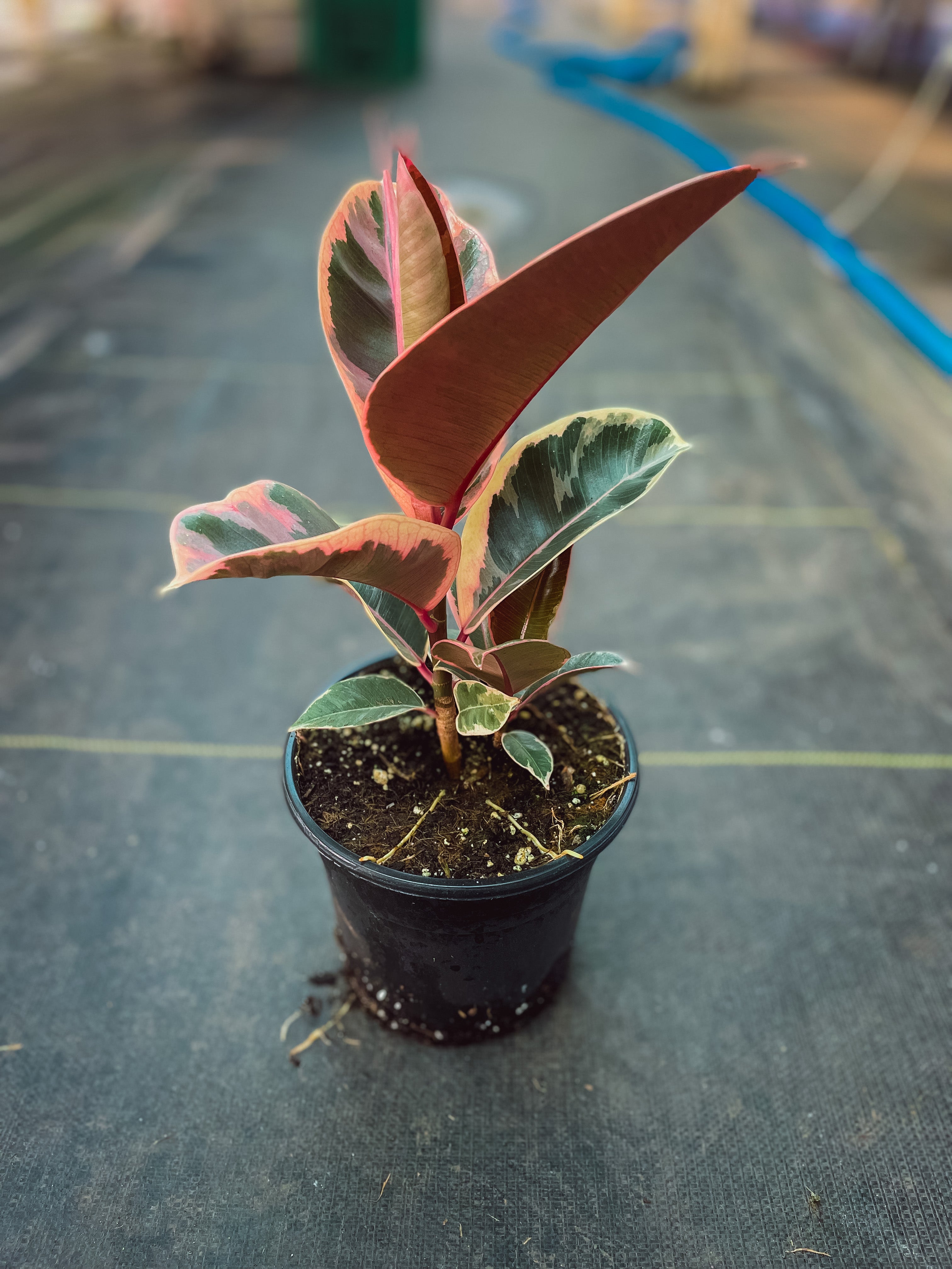 Ficus Elastica Tineke, Rubber Plant 6” – Faith Greenhouses